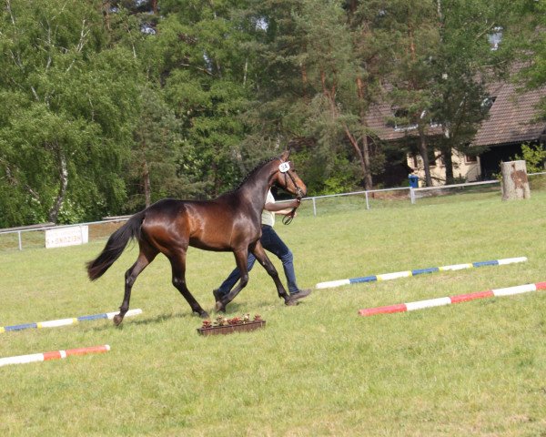 horse Liberty (Hanoverian, 2010, from Londontime)