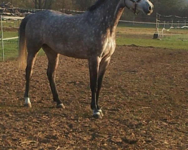 broodmare Little Miss Sunshine 19 (Zweibrücken, 2006, from Limited Edition)