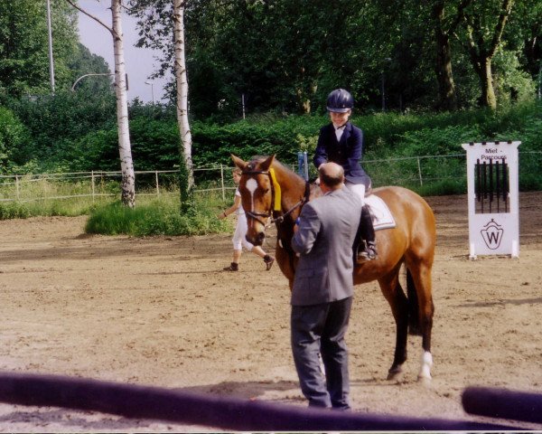 horse Gambler (Westphalian, 1985, from Goldrausch II)