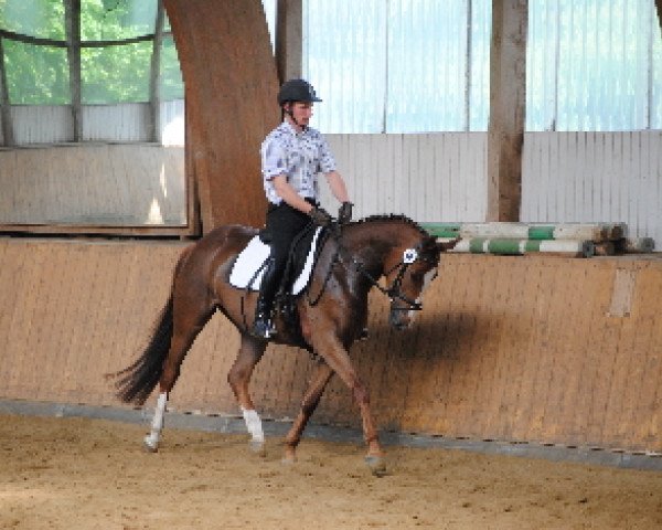 broodmare Wiener Princess (German Warmblood, 2007, from Napoleon Quatre)
