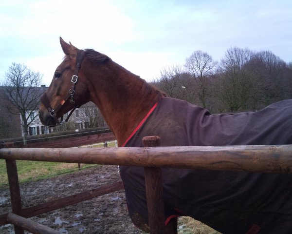 jumper Fabius S (Hanoverian, 1993, from Frappant)