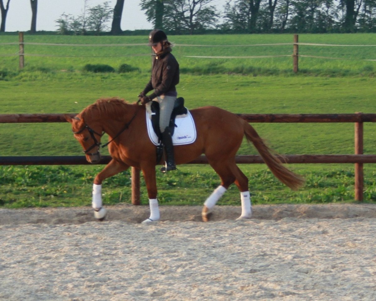 dressage horse Fürst Fuzzi (Westphalian, 2009, from Fürst Piccolo)