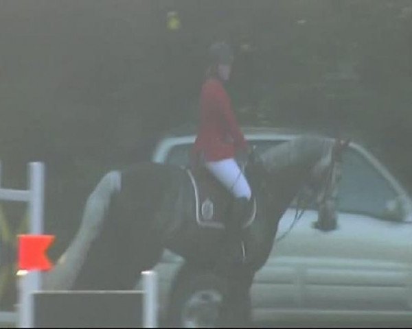 Springpferd Little One 43 (Sachsen-Anhaltiner, 2002, von Levisto Z)