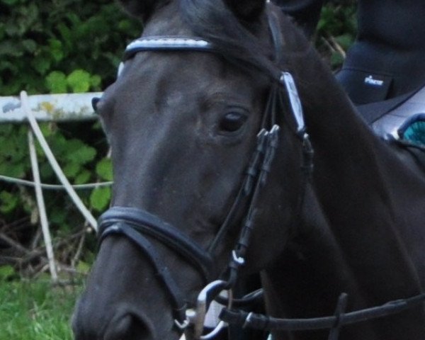 Springpferd Karambeu M (Trakehner, 1996, von Windfall)
