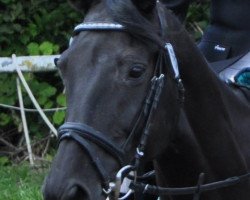 jumper Karambeu (Trakehner, 1996, from Windfall)