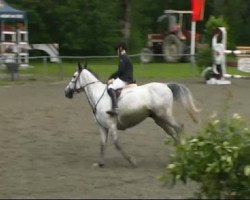 jumper Piane du Haut (Selle Français, 2003, from Canaletto)