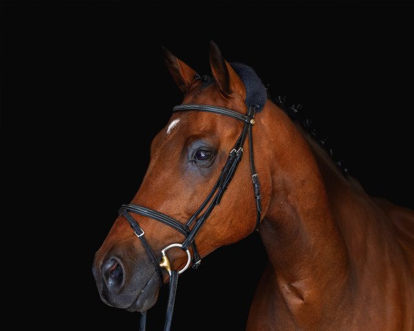 jumper Footloose 12 (KWPN (Royal Dutch Sporthorse), 2010, from Diabeau) jumper Footloose 12 (KWPN (Royal Dutch Sporthorse), 2010, from Diabeau)