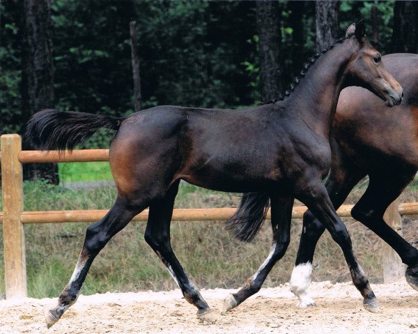 broodmare Glennis Grace (KWPN (Royal Dutch Sporthorse), 2011, from Quality Time)