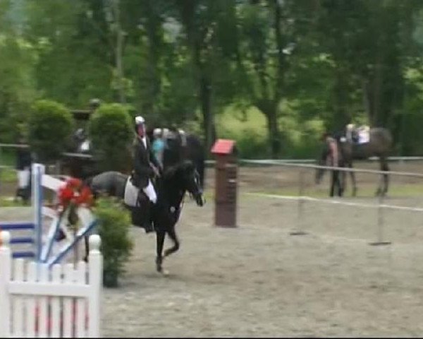 horse Coco 209 (Württemberger, 2005, from Chambertin)