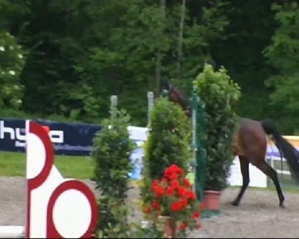 horse Ahlia Brillant (Württemberger, 2005, from Acordelli)