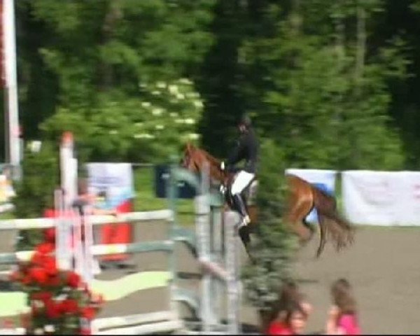 jumper Zapis (Oldenburg, 2001, from Zapateado 128 FIN)