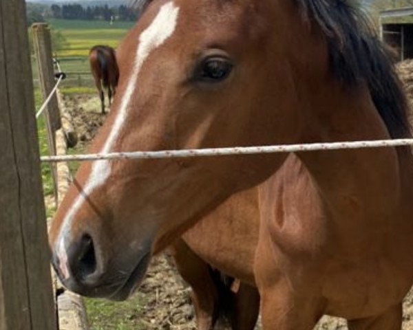 Pferd All my Loving (Oldenburger Springpferd, 2021, von Acordelli)