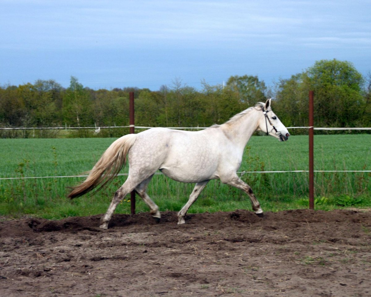 horse Royal Maitee M (Hanoverian, 2003, from Royal Diamond)