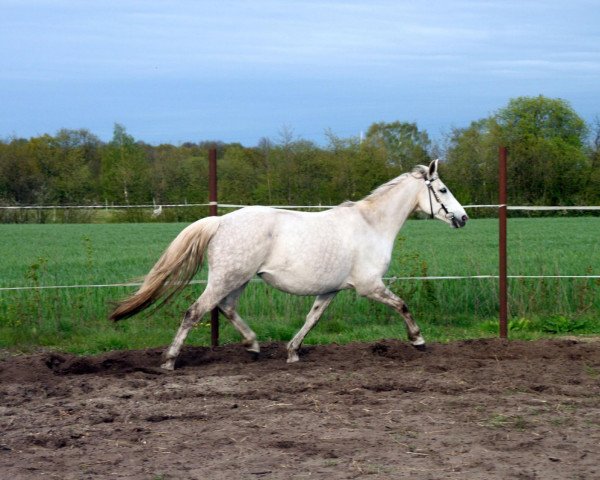 horse Royal Maitee M (Hanoverian, 2003, from Royal Diamond)