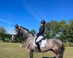 dressage horse Castello il Grande (Westphalian, 2018, from Catch)