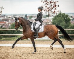 dressage horse Blueberry Rose (German Warmblood, 2010, from Belissimo NRW)