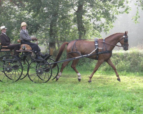 Pferd Wondrian (Hannoveraner, 2006, von Wolkentanz I)