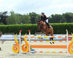 jumper Contento Fire (Oldenburg, 2013, from Carry Gold)