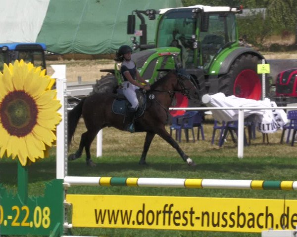 Reitturnier Nussbach 2022