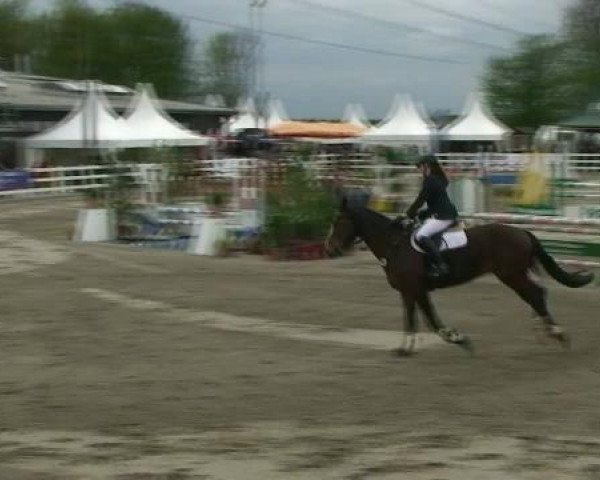 Springpferd Crazy Boy 16 (Westfale, 2007, von Christiano)