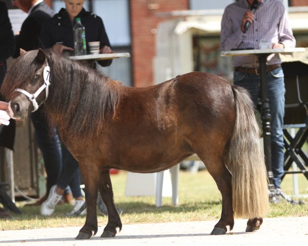 broodmare Esprit vom Emmerblick (Shetland pony (under 87 cm), 2019, from Halstock Gabanna Bear)