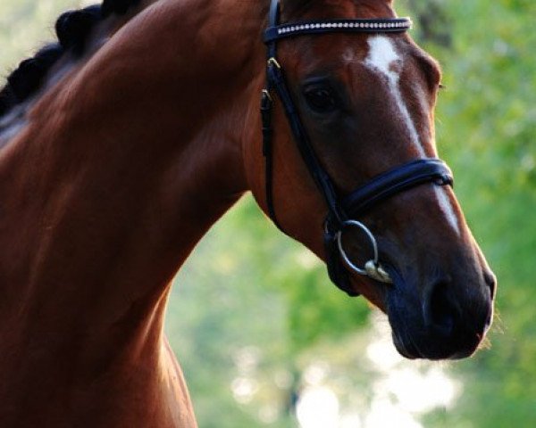 jumper Sol la Vida (Oldenburg show jumper, 2007, from Epsom Gesmeray)