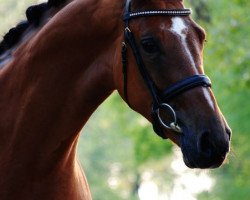 jumper Sol la Vida (Oldenburg show jumper, 2007, from Epsom Gesmeray)