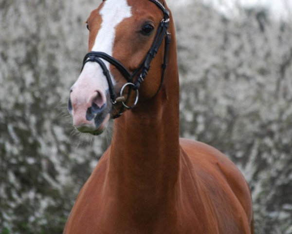broodmare Lightning Colour (Oldenburg, 2007, from Lingh)