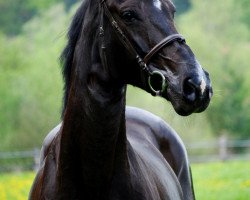 broodmare Girl Balou (Oldenburg, 2003, from Balou du Rouet)