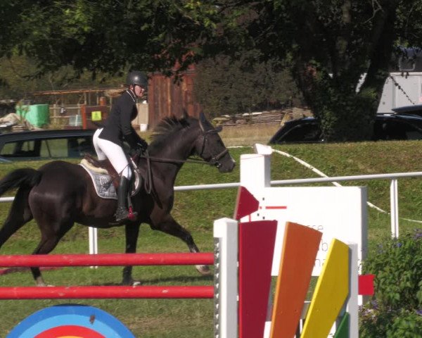 Reitturnier Nussbach 2022