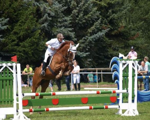 horse Giuliano (Hanoverian, 1992, from Graf Sponeck) horse Giuliano (Hanoverian, 1992, from Graf Sponeck)