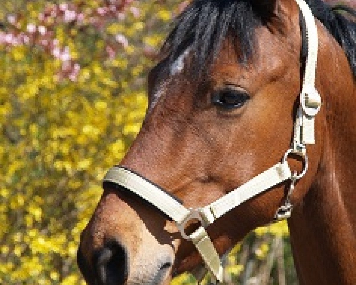 jumper Netrebko (German Riding Pony, 2005, from Nabucco R)