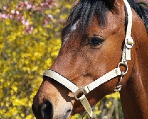 jumper Netrebko (German Riding Pony, 2005, from Nabucco R)