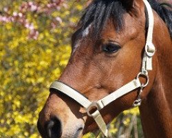 jumper Netrebko (German Riding Pony, 2005, from Nabucco R)