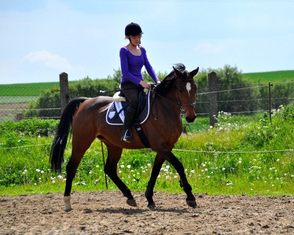 horse Kandiola (Mecklenburg, 2000, from Kulmann)