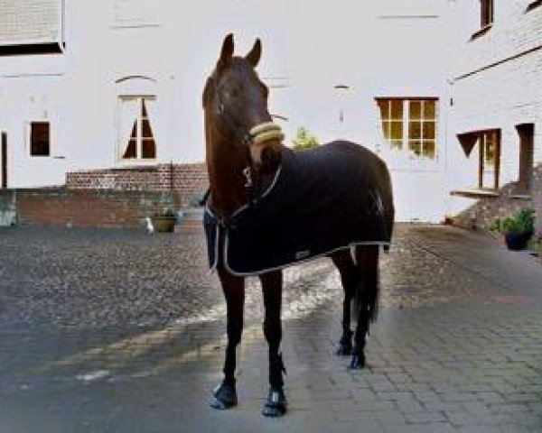 jumper Morten (Hanoverian, 2002, from Markus Deak xx)