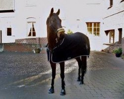 jumper Morten (Hanoverian, 2002, from Markus Deak xx)