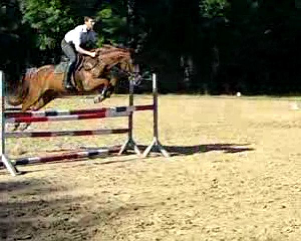Zuchtstute Chica (Deutsches Sportpferd, 2006, von Chalan)
