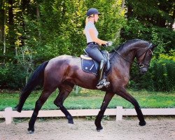 dressage horse PBM Fantastic Girl (German Sport Horse, 2018, from Fantastic)