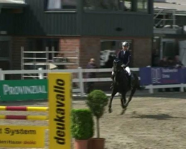jumper Stacey Lou (Hanoverian, 2007, from Stand Up 2)