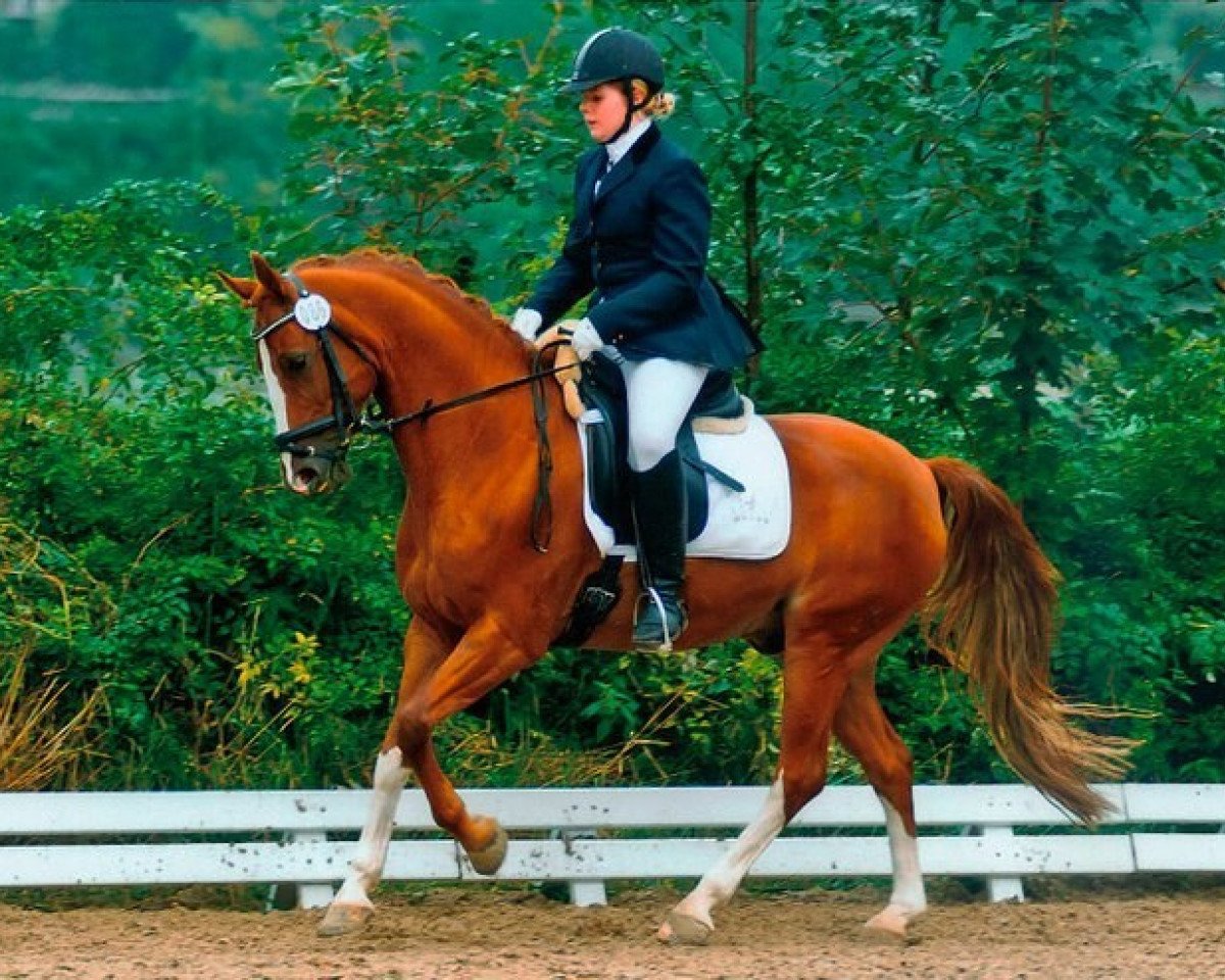 horse Digimon (German Riding Pony, 1998, from Davignon)