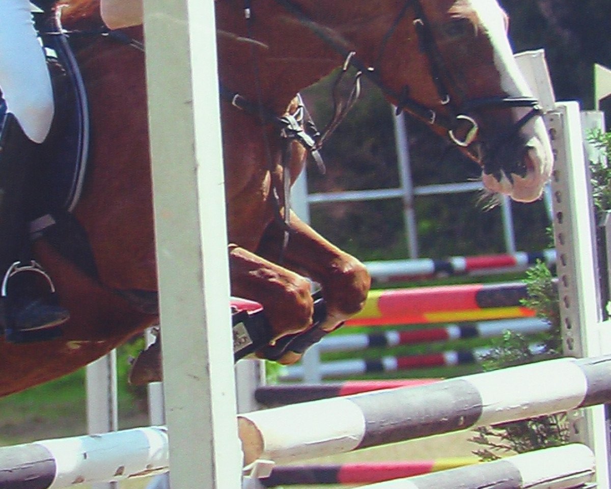 jumper Mastino (German Riding Pony, 2001, from Medoc)