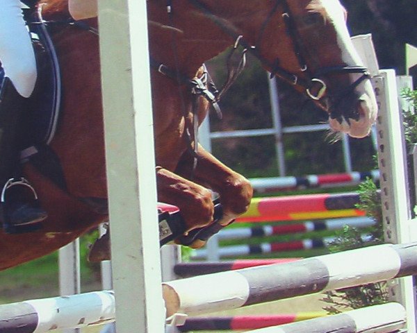 jumper Mastino (German Riding Pony, 2001, from Medoc)