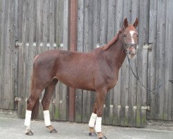dressage horse Fleur 383 (Westphalian, 2007, from Florencio I)