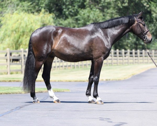 Pferd Invictus WT (Holsteiner, 2015, von Imothep)
