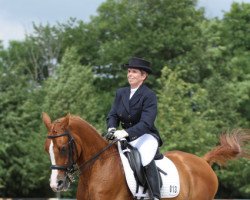 dressage horse MS Madrass 2005 ox (Arabian purebred, 2005, from Kamerton)