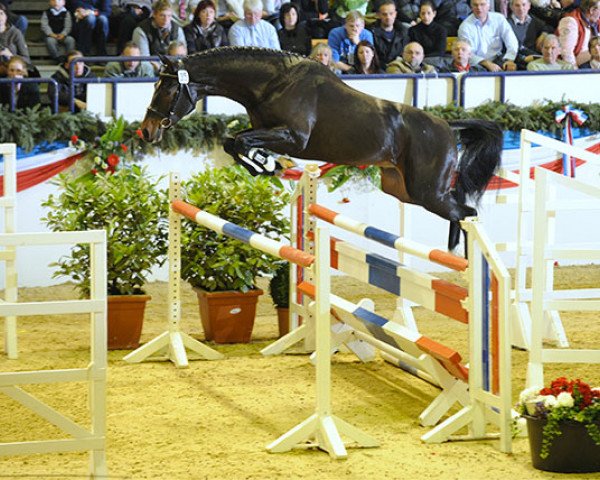 horse Coruscant (Holsteiner, 2011, from Connor 48)