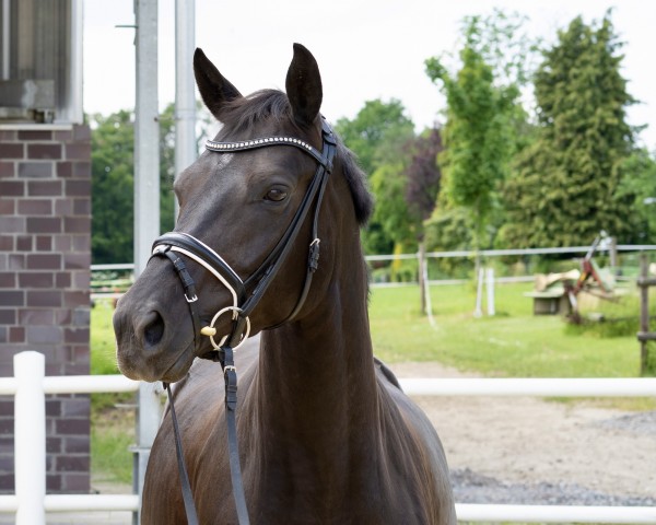 dressage horse Dida K (Westphalian, 2016, from Deveraux 3)