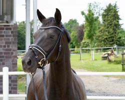 dressage horse Dida K (Westphalian, 2016, from Deveraux 3)