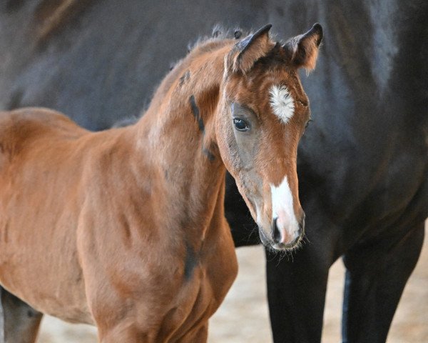 Pferd Filoumina Gold (Deutsches Sportpferd, 2022, von For Gold OLD)
